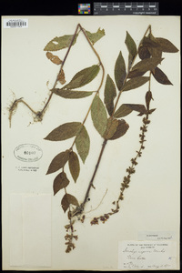 Stachys aspera image