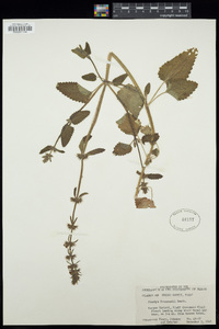 Stachys drummondii image