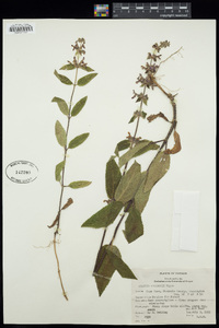 Stachys emersonii image