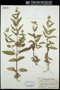 Stachys rigida subsp. rivularis image