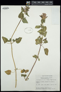 Stachys grandiflora image