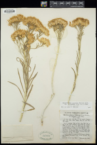 Ericameria nauseosa image