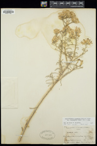 Ericameria nauseosa image