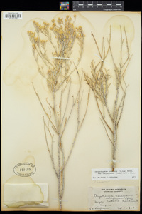 Ericameria nauseosa image