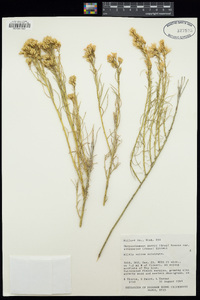 Ericameria parryi var. attenuata image