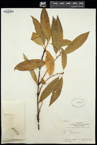 Prunus persica image