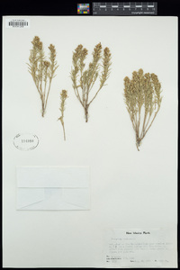 Teucrium laciniatum image