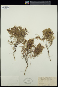 Teucrium laciniatum image