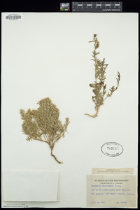 Teucrium laciniatum image