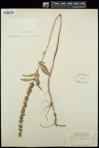 Teucrium canadense var. occidentale image