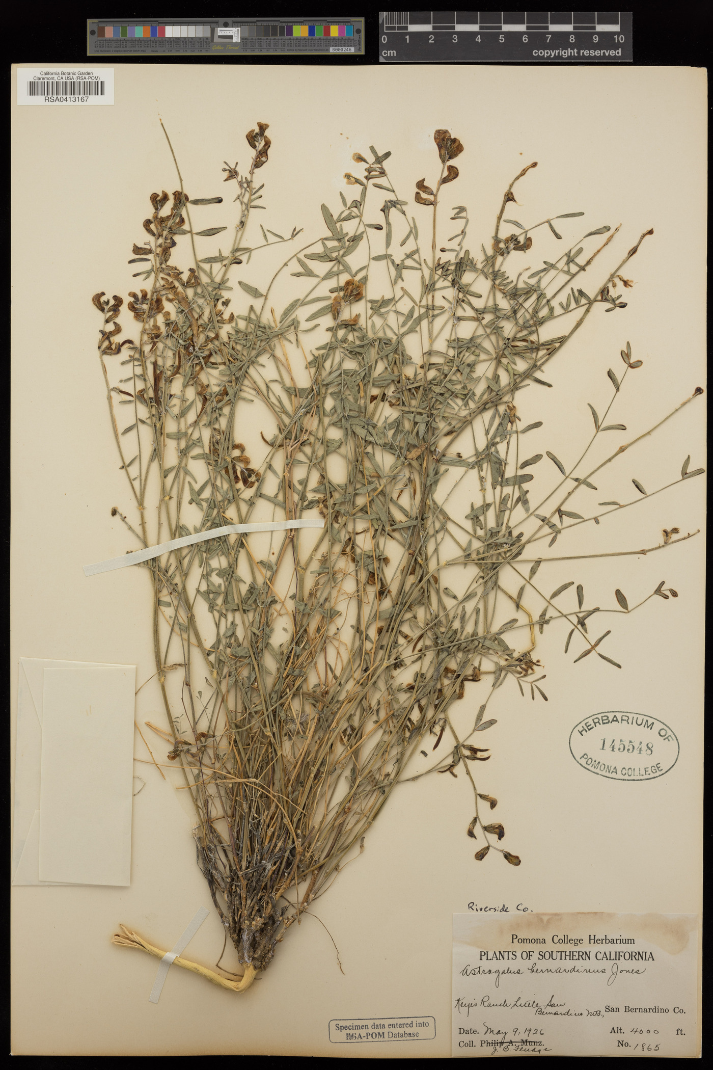 Astragalus bernardinus image