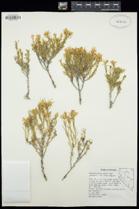 Ericameria parryi var. nevadensis image