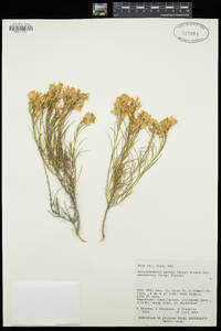 Ericameria parryi var. nevadensis image