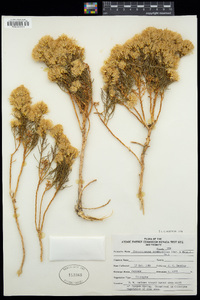 Ericameria teretifolia image