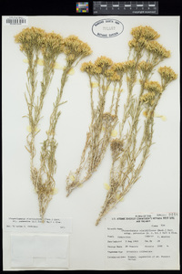 Chrysothamnus viscidiflorus subsp. puberulus image