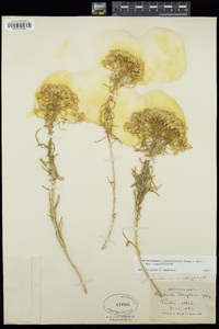 Chrysothamnus viscidiflorus image