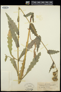 Cirsium parryi image