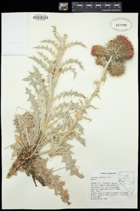 Cirsium occidentale var. candidissimum image