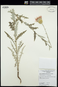 Cirsium arizonicum var. bipinnatum image