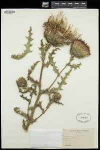 Cirsium pumilum image