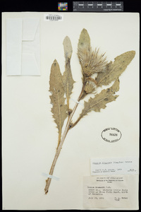 Cirsium scariosum var. congdonii image