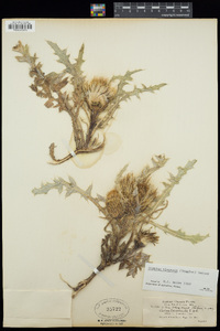 Cirsium scariosum image