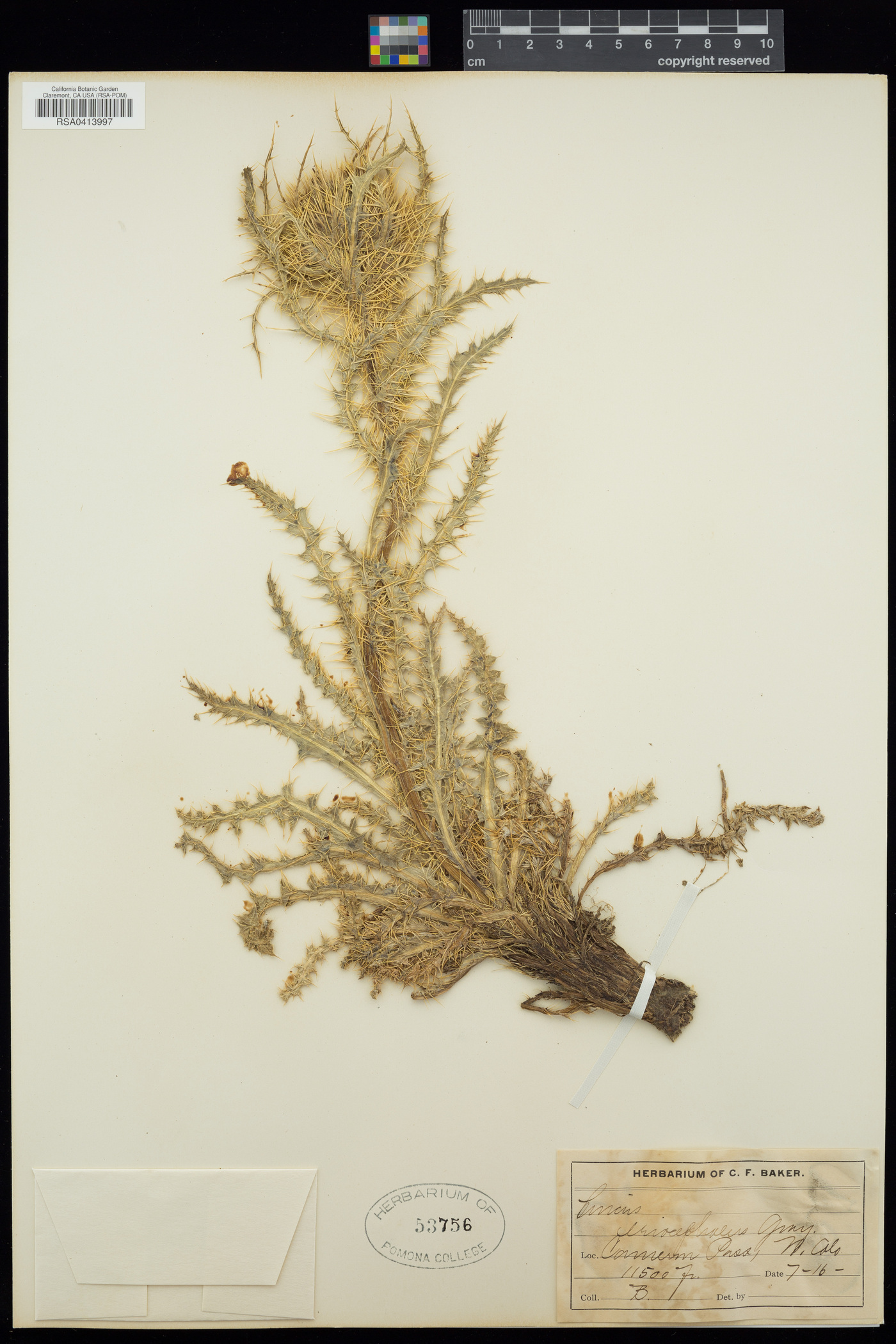 Cirsium eriophoroides image