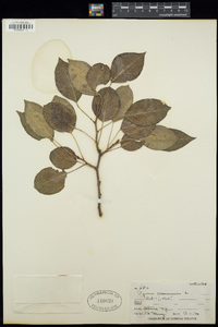 Pyrus communis image