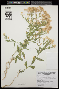 Lepidium appelianum image