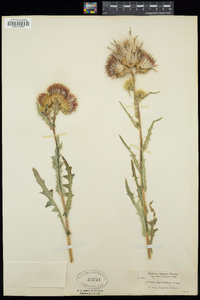 Cirsium tioganum var. tioganum image