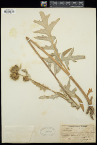 Cirsium tioganum image