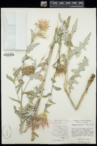 Cirsium arizonicum image