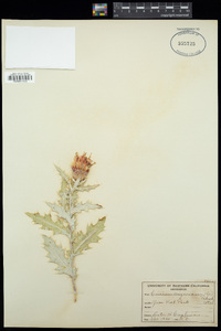 Cirsium arizonicum image