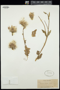 Cirsium brevistylum image