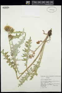 Cirsium canescens image