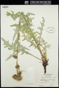 Cirsium centaureae image