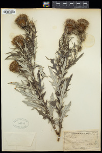 Cirsium discolor image