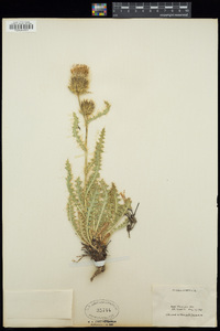 Cirsium eatonii image