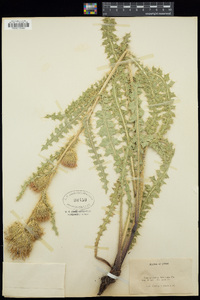 Cirsium eatonii image