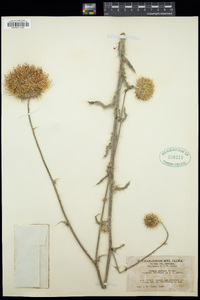 Cirsium neomexicanum image