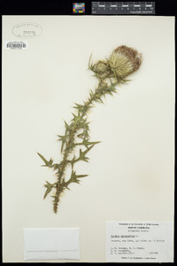 Cirsium lanceolatum image