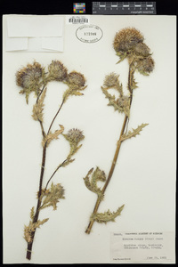 Cirsium hallii image