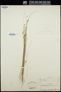 Eleocharis simplex image