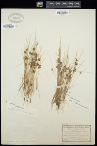 Cyperus bipartitus image