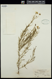 Coreopsis rosea image