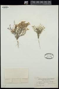 Conyza ramosissima image