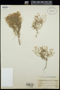 Conyza ramosissima image