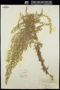 Laennecia sophiifolia image