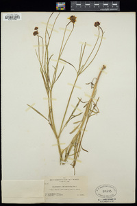 Coreopsis tinctoria var. atkinsoniana image