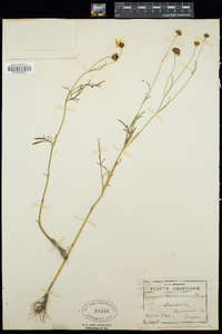 Coreopsis tinctoria image